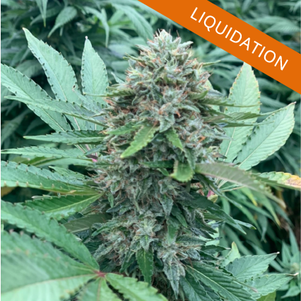 variété Northwest en liquidation chez FBS