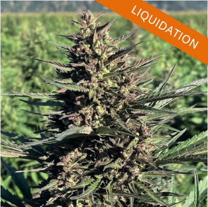 variété Autopower en liquidation chez FBS