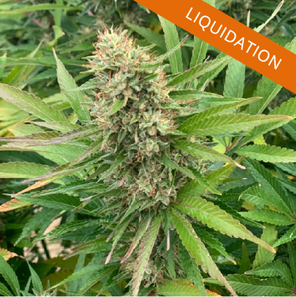 variété Midwest en liquidation chez FBS