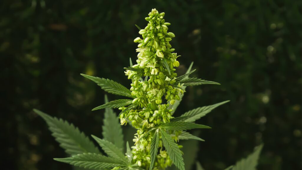 Fleur mâle de cannabis